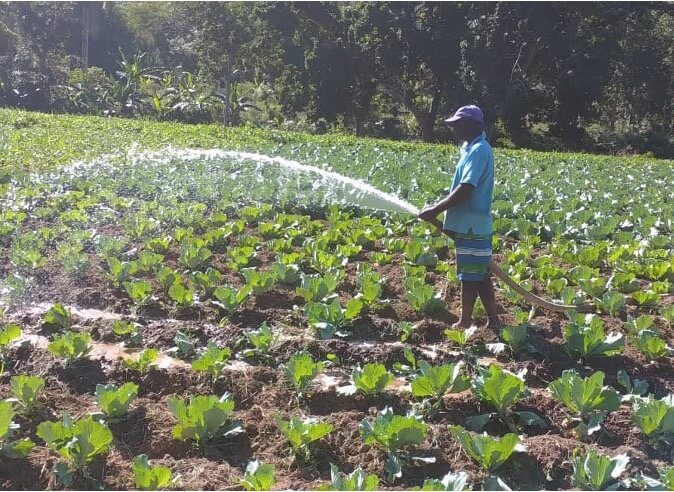 Unterstuetzung Kleinbauern - Development Future Haiti